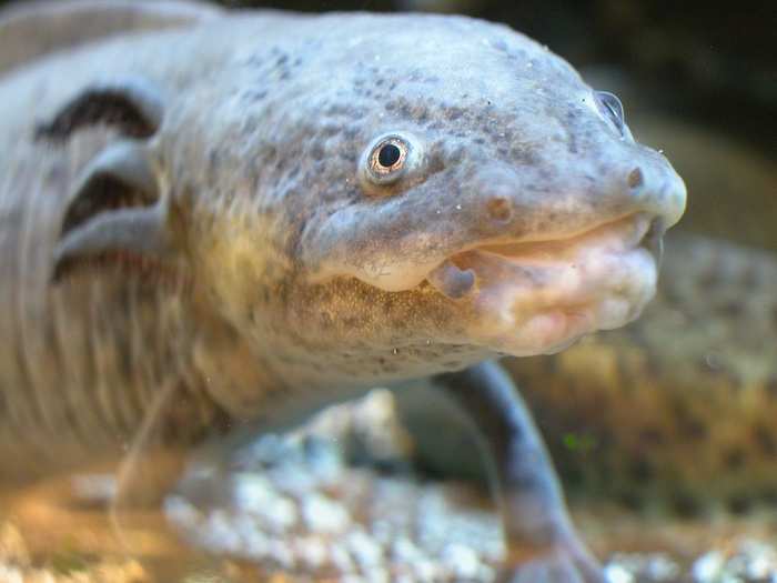 Known as the Axotol, this ugly salamander can regenerate entire limbs. It lives in Mexico City and is threatened by the pollution and rapid city expansion there.