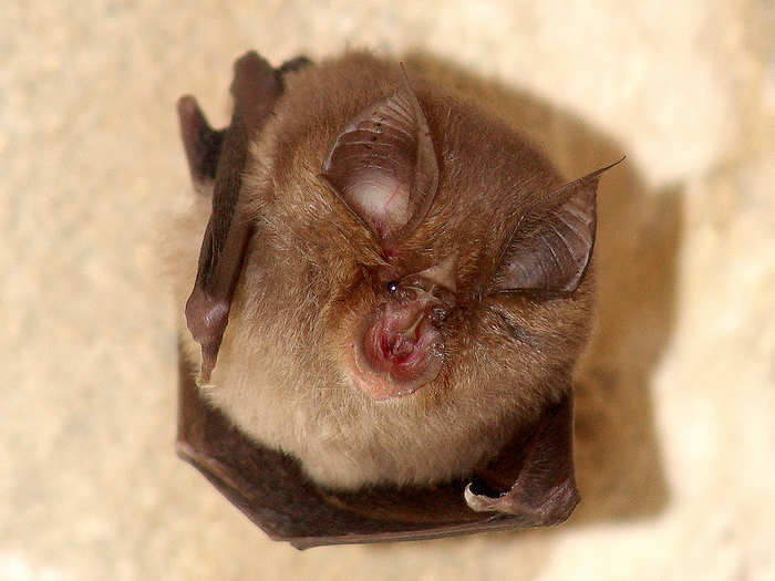 Lots of people dislike bats and think they are ugly, but they are incredibly special mammals. They are the ONLY flying mammals. They see with sound! All 18 species of British bats are nominated for the ugly animal award. This one is the Greater Horseshoe Bat.