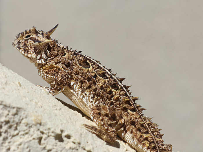 The greater short-horned lizard is found right in our backyard. It