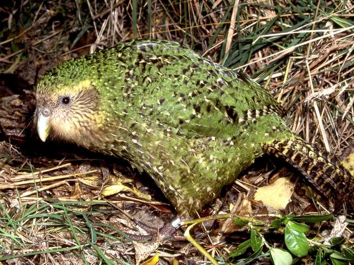 Parrots are usually cute, brightly colored animals that mimic human speech. But not this Kakapo, a critically endangered parrot that can