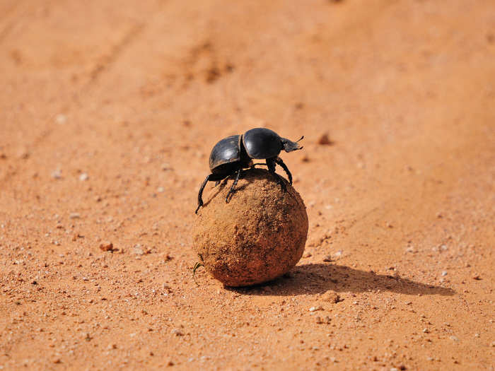 This ugly beetle literally lives in poop, elephant and buffalo dung to be exact. Called the flightless dung beetle, it is found only in South Africa and its population is plummeting as populations of its pooper of choice decline.