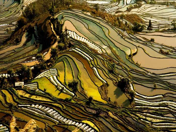 The rice terraces of Yunnan, China, are carved into the hillside. Different types of vegetation lend the landscape its alternating hues.