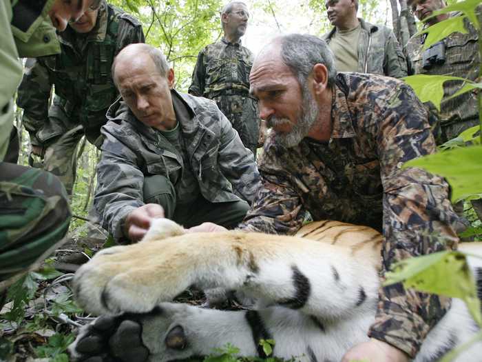 He shot a tiger with a tranquilizer dart, which allowed the researchers to tag the big cat with a satellite tracker.