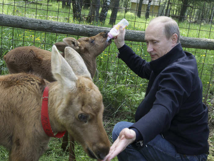 The Russian President bottle-feeds young elk at a nature reserve.