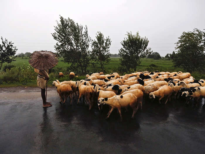 A shepherd holds an umbrella as he stands on a highway with his flock in Srikakulam district.