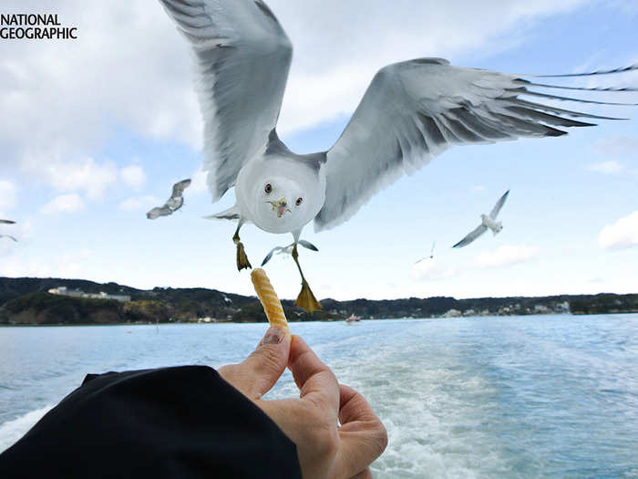 This photographer was able to snap the exact moment a hungry seagull was about to snap up his french fry.