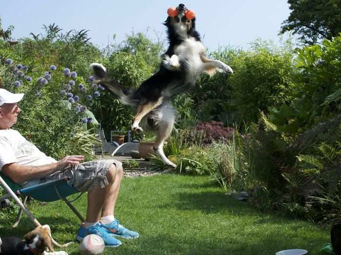 Look at that border collie jump. Richard Shore won the "dogs at play" category with this gem.