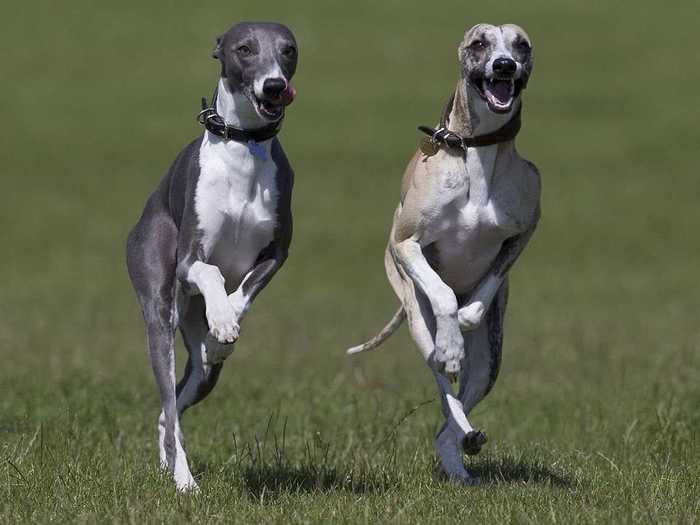 Two hounds are off to the races in this photo by Maurice Jones.