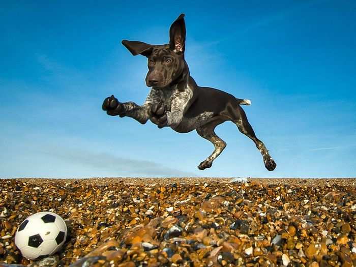 This dog is bounding for a goal in Rhian White