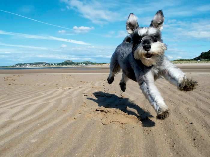 Maureen Quinn snapped a picture of her pooch at play in the sand.