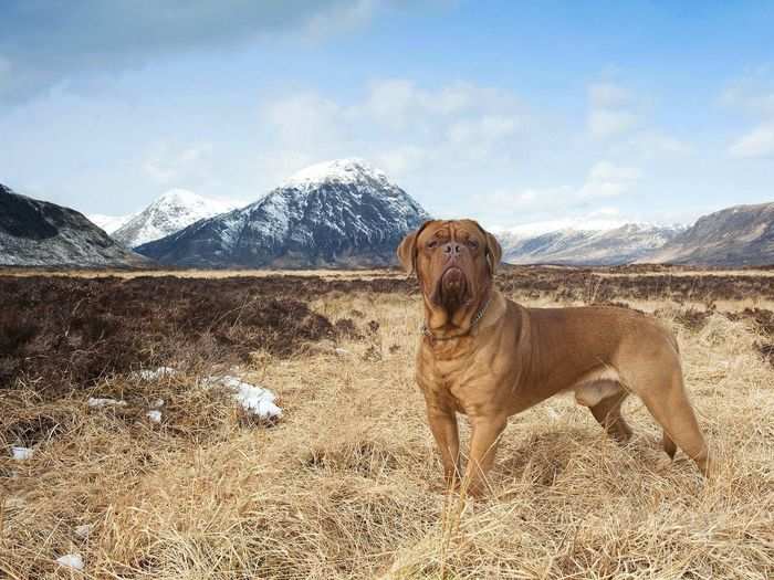 This dog strikes a regal pose in a photo submitted by Mark Molloy.