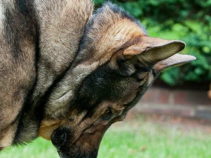 These dogs are the very definition of puppy love in a photo submitted by Simon Reynolds.