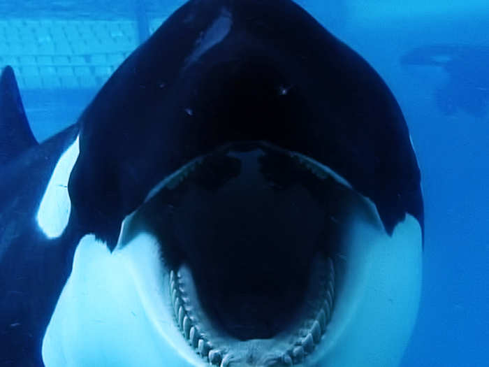 Tillikum ended up at SeaWorld in Orlando, Florida, where he was attacked and ostracized by other whales — because of that he spent a lot of time in an isolation tank.