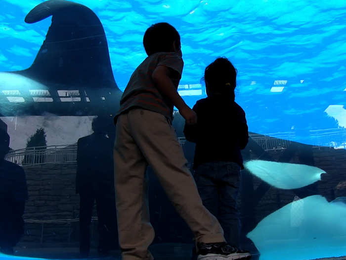 There are currently 45 killer whales in captivity.  While there are no documented cases of orcas harming humans in the wild, numerous attacks and 6 deaths have occurred in captivity.