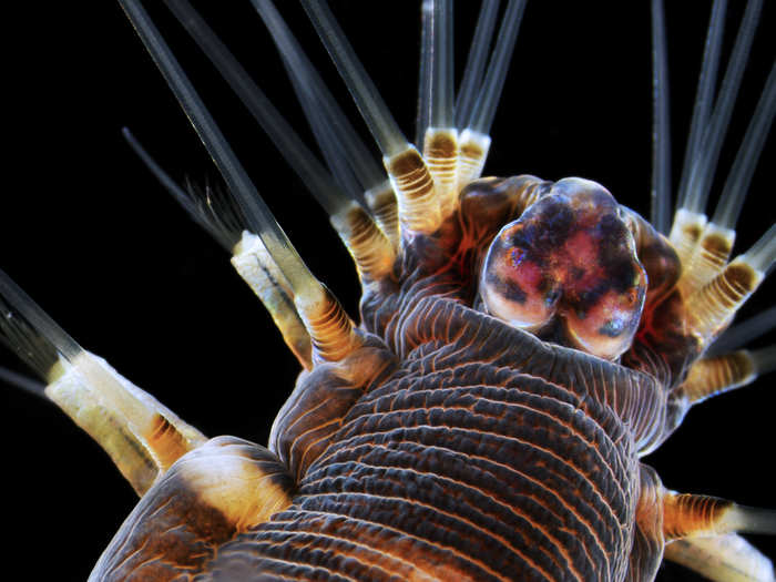 Dr. Alvaro Esteves Migotto of the Universidade de Sa~o Paulo in Brazil took this image of a marine worm, enlarged 20 times.