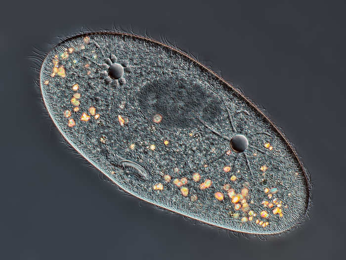 Mr. Rogelio Moreno Gill of Panama City, Panamá took this image of a species of Paramecium showing the nucleus, mouth, and water expulsion vacuoles, enlarged 40 times.