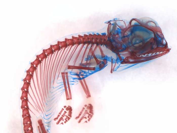 Miss Dorit Hockman, of the University of Cambridge in the U.K., took this image of a veiled chameleon (Chamaeleo calyptratus) embryo that has been stained to highlight the cartilage (blue) and bone (red). The rest of the tissues have been made clear.