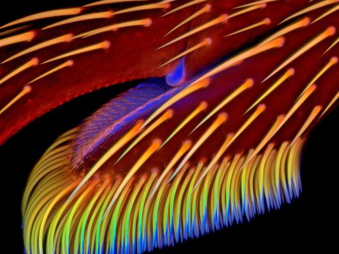 Dr. Jan Michels of the Institute of Zoology at Christian-Albrechts-Universität zu Kiel in Germany took this image of the adhesive pad on a foreleg of a ladybird beetle (Coccinella septempunctata) also known as a ladybug. It