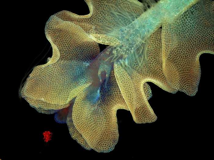 Ms. Magdalena Turzan´ska, of the University of Wroclaw in Poland, snapped this image of a liverwort (not liverworst) plant of the species Barbilophozia and the cyanobacteria on it that fluoresce under UV light. It has been enlarged 50 times.