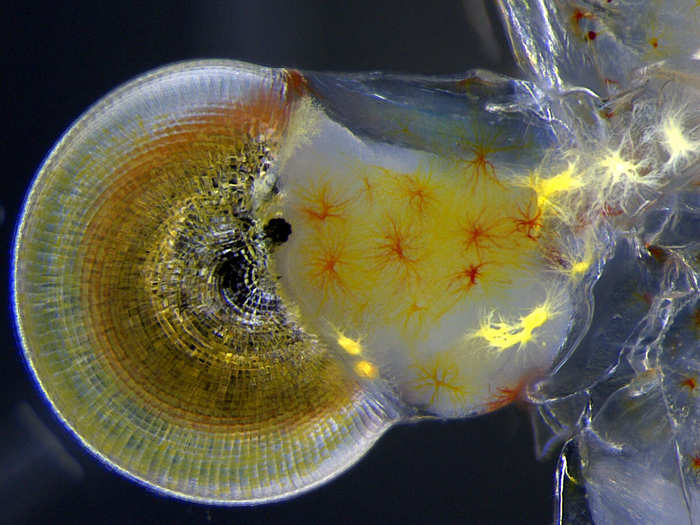 Miss Vitoria Tobias Santos, of the Universidade Federal do Rio de Janeiro in Brazil, took this image of a ghost shrimp (Macrobrachium) eye, magnified 140 times.