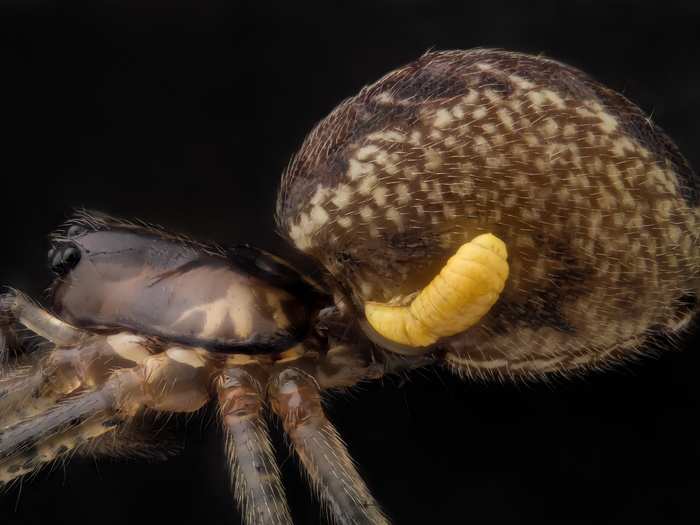 Mr. Geir Drange, of Asker, Norway, took this image of a sheet weaver spider (Pityohyphantes phrygianus) with a parasitic wasp larva on its abdomen, magnified five times.