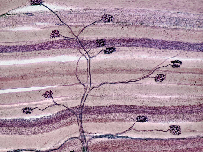 Dr. David Ward, of Oakdale, California, took this image of a thin section of nerve and muscle tissue. It is enlarged 40 times.