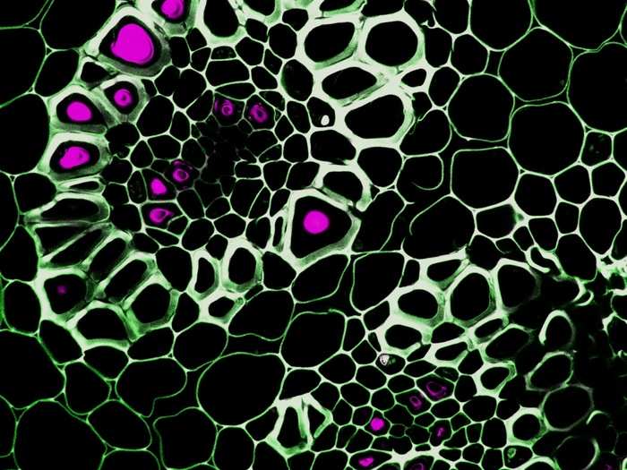 IOD: Dr. Guichuan Hou, of the Dewel Microscopy Facility in North Carolina, took this image of a cross section of lily of the valley (Convallaria) magnified 40 times.