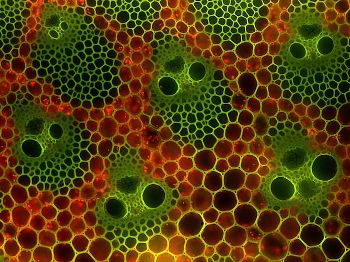 IOD: Mr. Eckhard Voelcker, of the Berlin Microscopic Society in Germany, took this image of the cross section of bamboo stems — which look decidedly spooked. They are magnified 200 times.