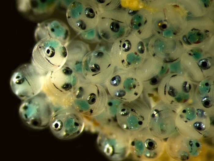 IOD: Dr. Jaime Gomez Gutierrez, of the Centro Interdisciplinario de Ciencias Marinas in Mexico, took this image of happy-looking fish eggs in a cluster. It