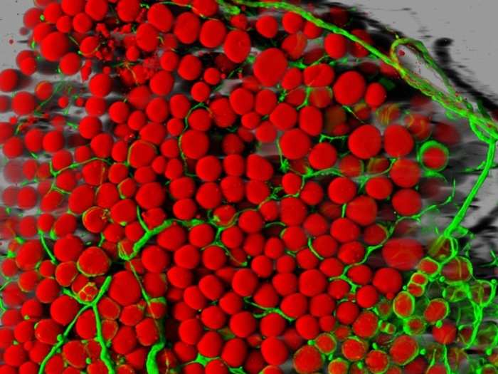 IOD: Dr. Daniela Malide, of the National Institutes of Health, took this picture of mouse fatty tissue. The red blobs are fat cells, and the green are blood vessels, magnified 25 times.