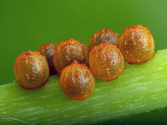 IOD: Mr. David Millard, of Austin, Texas, got this image of Pipevine Swallowtail butterfly (Battus philenor) eggs on stem of host plant, Aristolochia fimbriata, magnified five times.