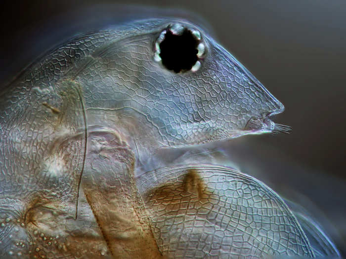 IOD: Mr. Jerzy Rojkowski, of Jerezy Rojkowski Photography in Poland, took this image of a confused-looking freshwater flea (Daphnia magna) magnified 200 times