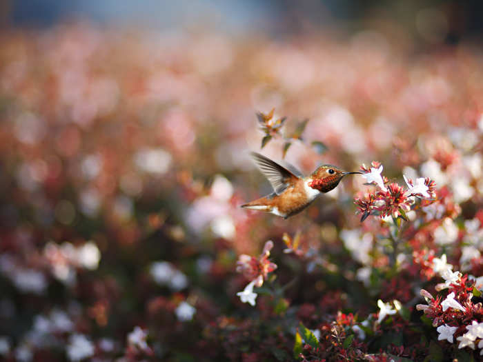 A hummingbird feeds on the nectar of white flowers at Huntington Beach in California. The birds are only about 3 inches long, but migrate across North America following the bloom of wild flowers.