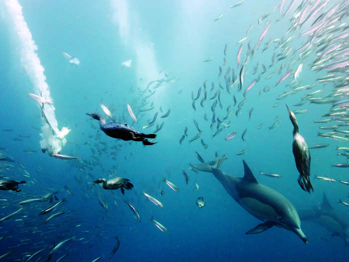 The annual migration of sardines in South Africa, known as the Sardine Run, shows millions of fish heading north along the coast, creating a feeding frenzy along the way.