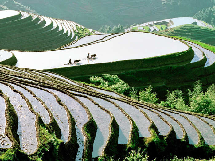 Terraced paddy fields wind up from a riverside in China. These man-made structures allow communities to harvest rice in mountainous areas.