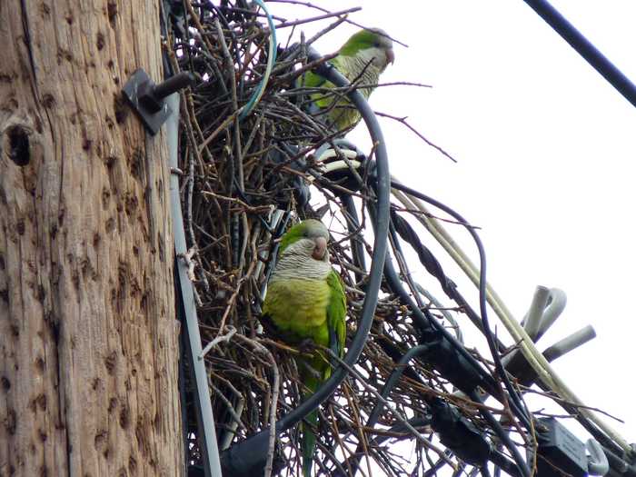 Go birdwatching for monk parakeets, native South American birds that supposedly flocked to Edgewater in the 