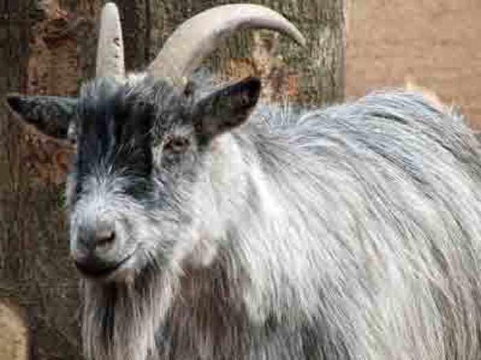 Bath salts reportedly led to violence against goats, too.