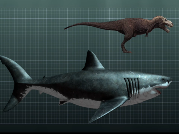 They were much larger than Tyrannosaurus rex. Megalodons weighed up to 100 tons, while T-rex weighed a puny 9 tons.
