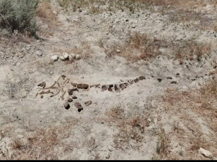 A fossilized whale was also found at the quarry — missing its head. The owners of Shark Tooth Hill, Sean and Lisa Tohill, have long wondered if the whale was killed by a megalodon.