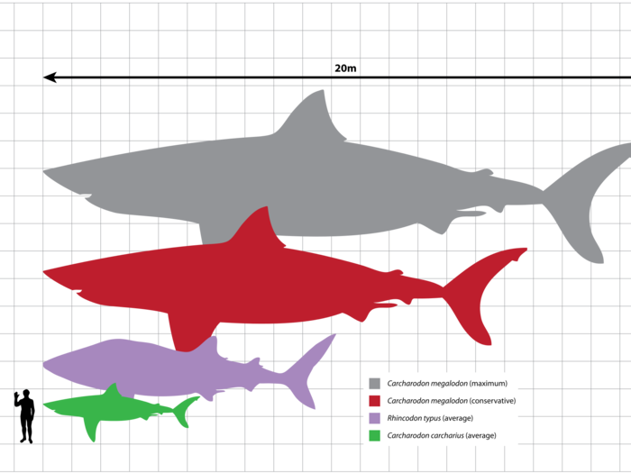 The results of that discovery suggested that even young megalodons could get up to 35 feet in length. Even conservative estimates of the shark