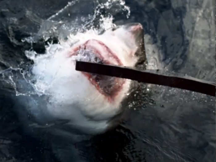 Now see what a great white can do.