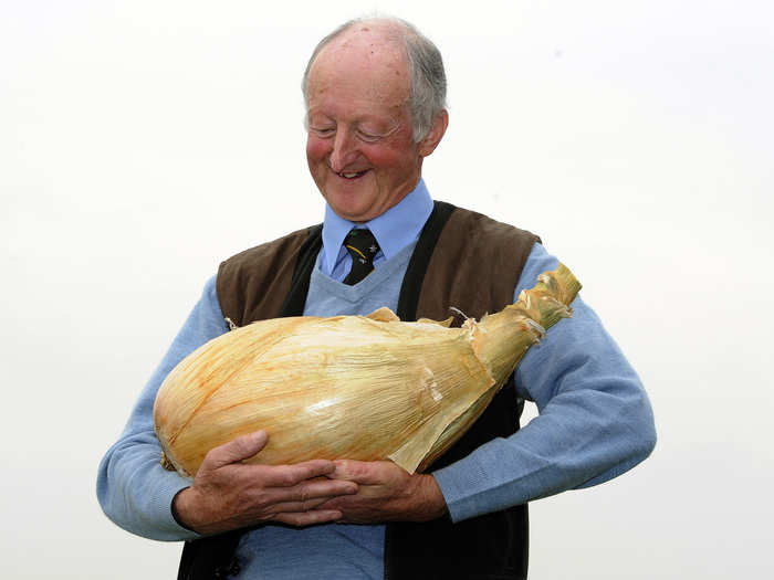 In Northern England, Pete Glazebrook looks lovingly at his prize-winning onion which weighed a stunning 17 pounds. It