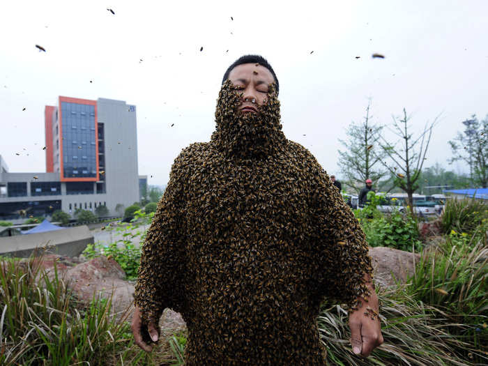 Beekeeper She Ping in China covered his body with 331,000 bees (or 73 pounds) in April 2012 to break the previous record of 59 pounds of bees.