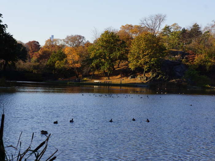 The Harlem Meer is a beautiful lake beginning at 110th and 5th. The name is a nod to the 17th Century European settlers who first inhabited the village of Harlem.