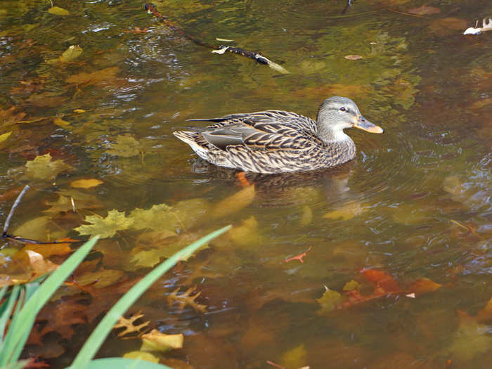 The wildlife in the park