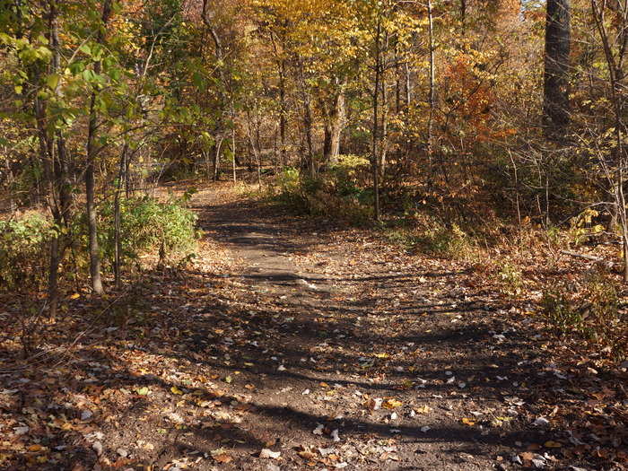 You can also wander the woods, until the sounds of the city disappear.