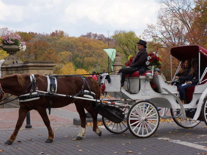 Carriage rides add the the park