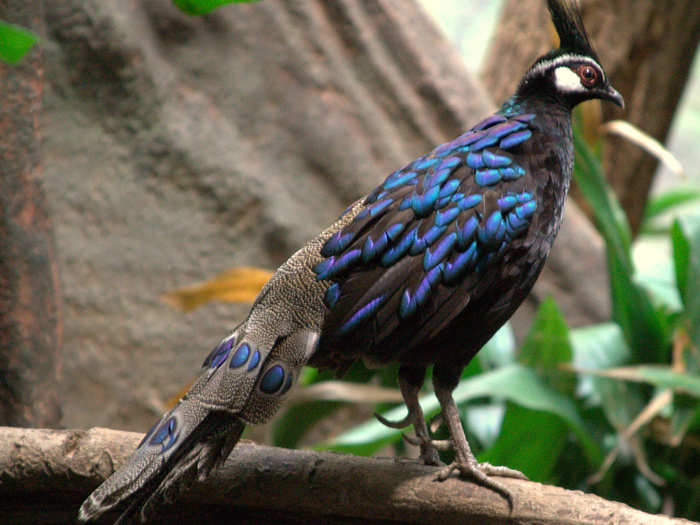 The Palawan Game Refuge and Bird Sanctuary in the Philippines is home to the endangered Palawan horned frog, the vulnerable Palawan peacock-pheasant, and the critically endangered Philippine cockatoo. Unfortunately, the natural forest is being destroy by mining and palm oil production.