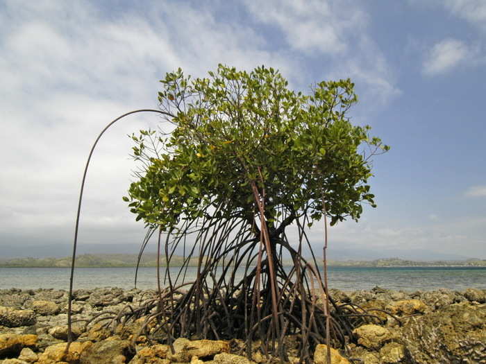 Lorentz National Park, located in the Indonesian province of Papua, is the largest protected area in southeast Asia. It stretches over 90 miles through a unique range ecosystems, from glaciers to mangroves to lowland forests.