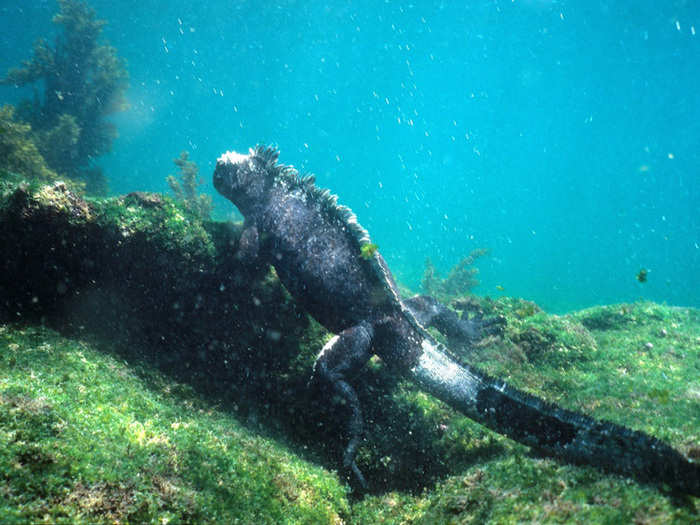 The Galápagos Islands, situated about 620 miles off the coast of Ecuador in the Pacific Ocean, is considered one of the most biologically rich marine ecosystems in the world. Species found nowhere else on Earth, like the giant tortoise, have evolved here in relative isolation for 4 million years. Today, the islands face threats from invasive species, like pigs, rats, and ants.